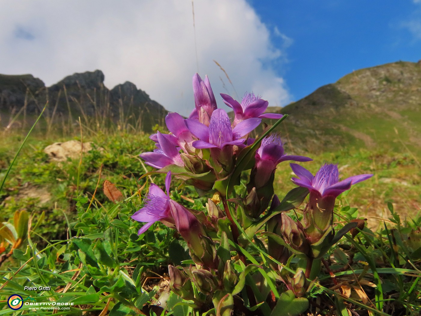 22 Gentiana anisodonta ramosa .JPG